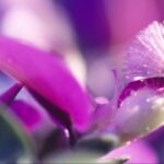 胜天国际app下载:如何参与VIP会员计划 0j2t958saz