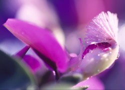 胜天国际app下载:如何参与VIP会员计划 胜天国际app下载:如何参与VIP会员计划