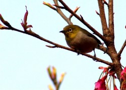 赏金国际H5与传统营销方式的对比研究 赏金国际H5与传统营销方式的对比研究