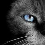 赏金国际的社群文化:猎人之间的互动与支持 gtzetlkonk