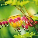 赏金国际H5的内容创作与传播策略 tu2y2