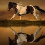 赏金国际的行业标准:猎人职业的规范与要求 yxp14n